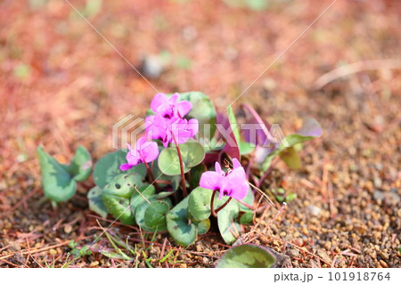 可愛いシクラメンの花 コウム 可愛いシクラメンの花 コウム 101918764
