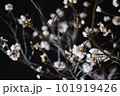 夜桜 101919426