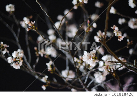 夜桜 101919426