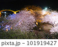 錦帯橋と夜桜 101919427