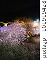 錦帯橋と夜桜 101919428