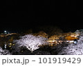 錦帯橋と夜桜 101919429