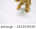 トイプードル 101919430