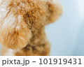 トイプードル 101919431