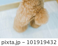 トイプードル 101919432