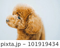 トイプードル 101919434