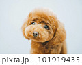 トイプードル 101919435