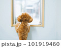 窓の外を見る子犬 101919460