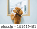 窓と子犬 101919461