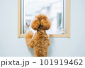 窓の外を見る子犬 101919462