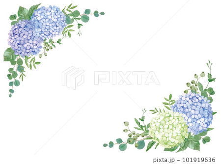 水彩手書きのアナベルとバラのフレーム 101919636