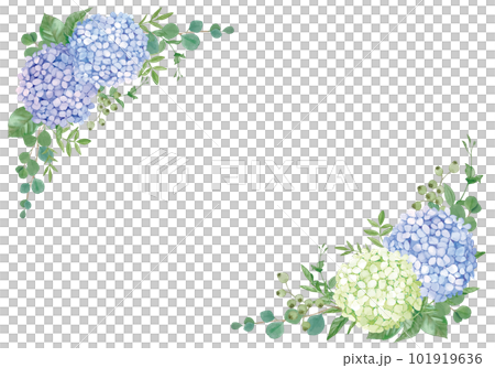 水彩手書きのアナベルとバラのフレーム 101919636