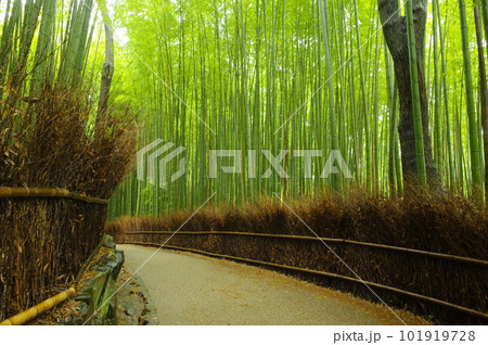 嵯峨野竹林の道 101919728