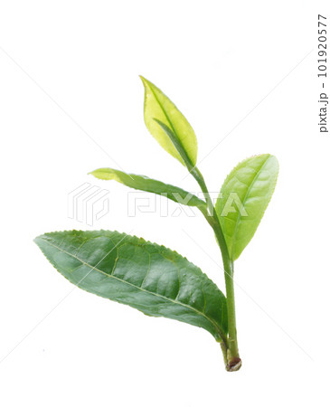 お茶の葉　摘み取り　新茶, 101920577
