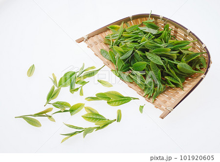 お茶の葉 摘み取り 新茶, お茶の葉 摘み取り 新茶, 101920605