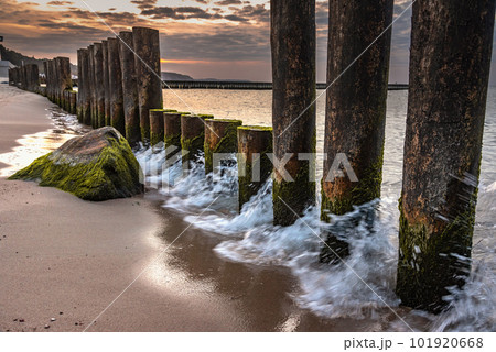 Wooden groynes on beach of Baltic sea in Svetlogorsk at sunset. Kaliningrad region. Russia 101920668