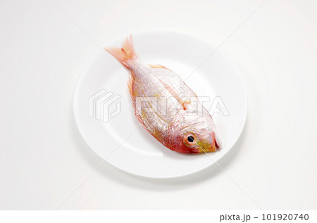 皿に乗ったレンコダイ 皿に乗ったレンコダイ 101920740
