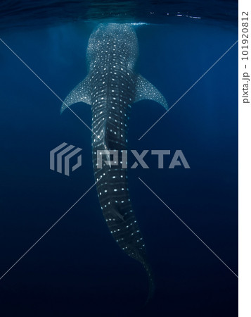 Whale shark in transparent ocean. Giant shark swimming underwater Whale shark in transparent ocean. Giant shark swimming underwater 101920812