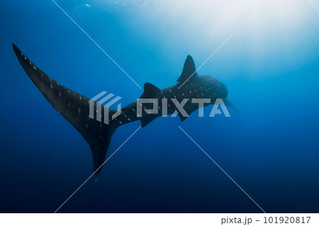Whale shark in deep ocean. Silhouette of giant shark swimming underwater 101920817