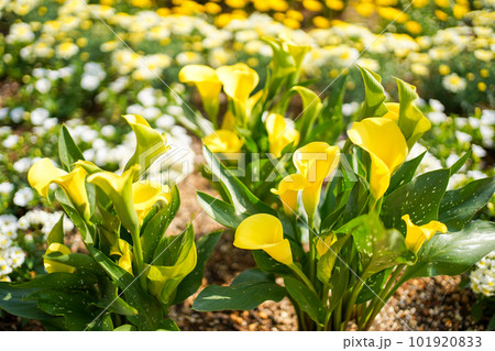 黄色いカラーの花 黄色いカラーの花 101920833
