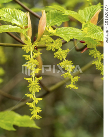 ウリハダカエデの花 101920877