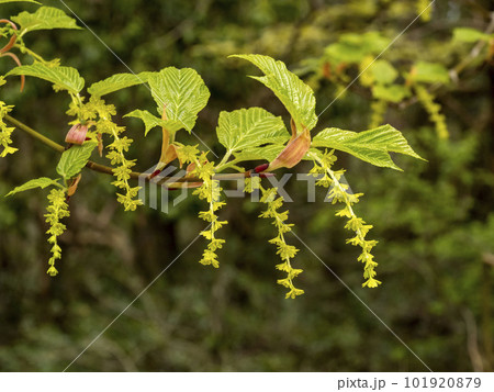 ウリハダカエデの花 ウリハダカエデの花 101920879