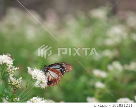フジバカマに集うアサギマダラ 101921211