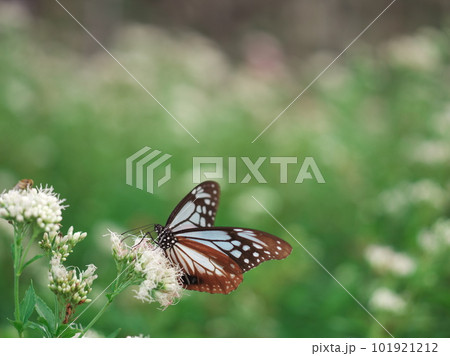 フジバカマに集うアサギマダラ 101921212