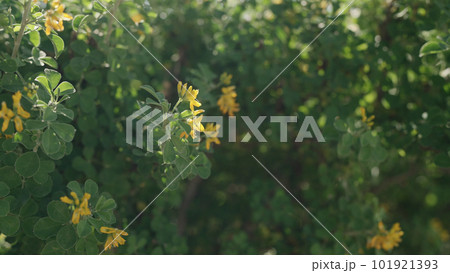 blossoming bush with yellow flowers in spring 101921393