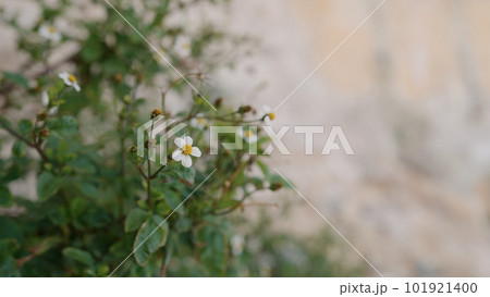 closeup bidens pilosa flowers on a medierranean coast closeup bidens pilosa flowers on a medierranean coast 101921400