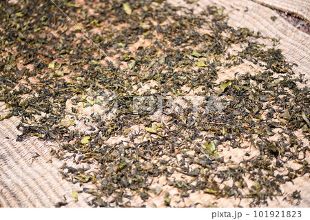 茶葉の天日干し 101921823