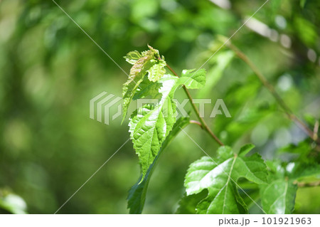 クワ(桑)の若葉 クワ(桑)の若葉 101921963