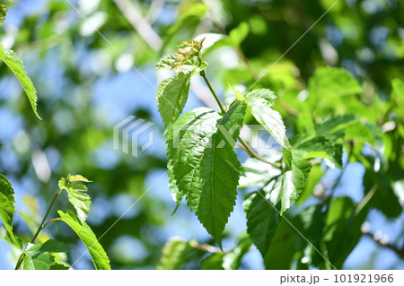 クワ（桑）の若葉 101921966