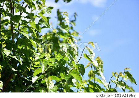クワ（桑）の若葉 101921968