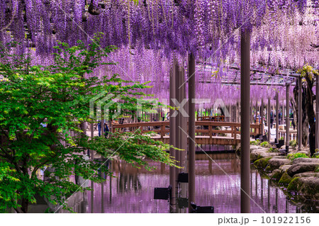 満開に咲いている藤の花 101922156