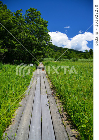 夏の箱根湿生花園 101922250