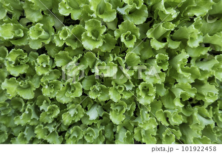 Lettuces in a market Lettuces in a market 101922458