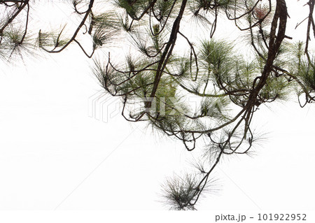Pinus mugo - It is also known as creeping pine, dwarf mountain pine, mugo pine. 101922952