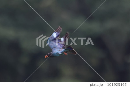 飛翔するブッポウソウ 飛翔するブッポウソウ 101923165