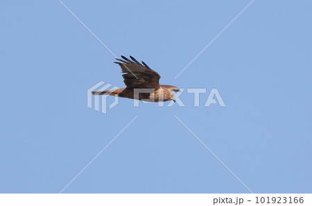 青空を背景に飛翔するチュウヒ 青空を背景に飛翔するチュウヒ 101923166