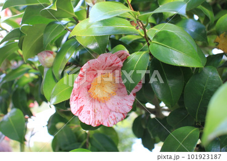 ツバキの花 101923187