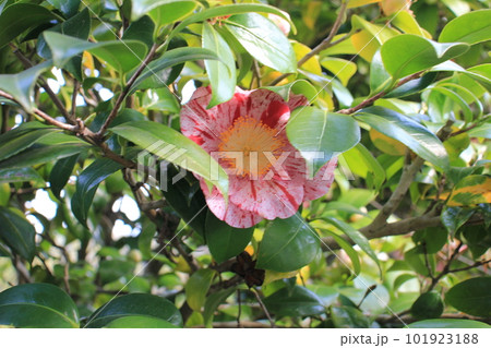 ツバキの花 ツバキの花 101923188