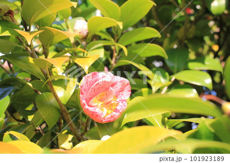 ツバキの花 ツバキの花 101923189