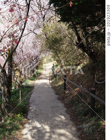 花見山 花見山 101923309