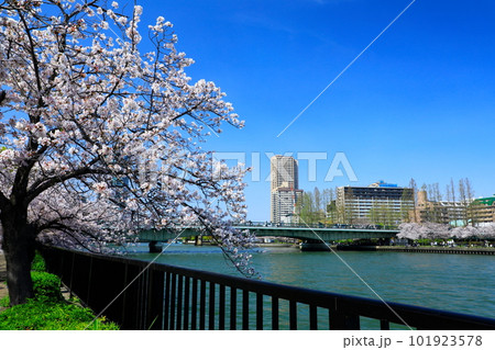 大川沿いの満開の桜並木 101923578