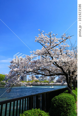 大川沿いの満開の桜並木とクルージング 大川沿いの満開の桜並木とクルージング 101923586