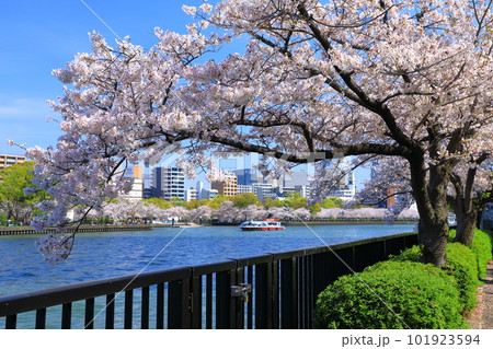 大川沿いの満開の桜並木とクルージング 101923594