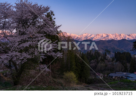 《長野県》満開の桜と北アルプスの山々・番所の桜 《長野県》満開の桜と北アルプスの山々・番所の桜 101923715