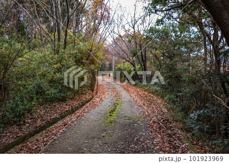 落ち葉に覆われた山道 落ち葉に覆われた山道 101923969