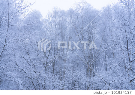 《長野県》霧氷の森・聖高原 101924157